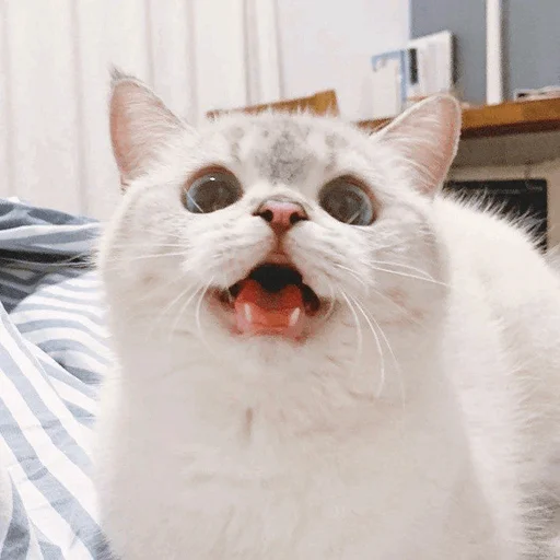 млекопитающее животное кошка