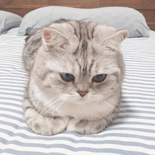 животное кошка кошки малого и среднего размера