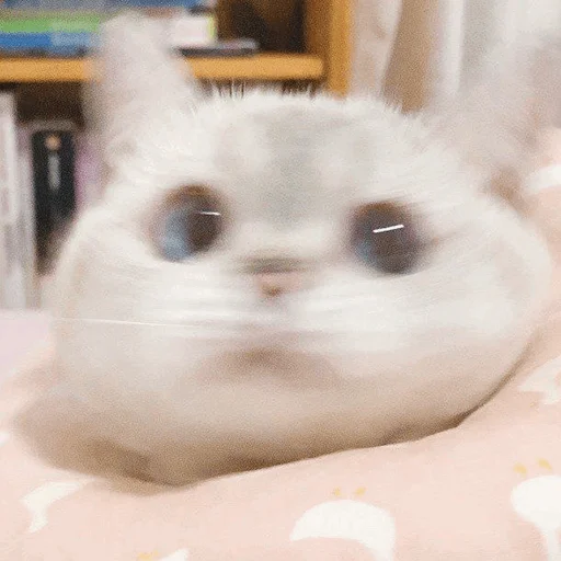 животное млекопитающее комнатный