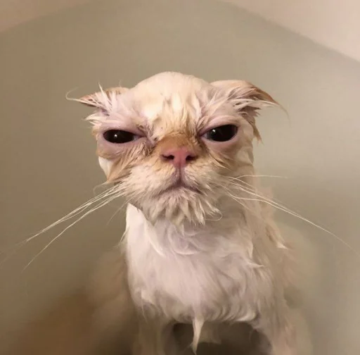 Стикер BIBSKIFRVS_by_moyi_stikery_bot - 1