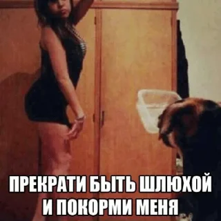 СМС Человек собака