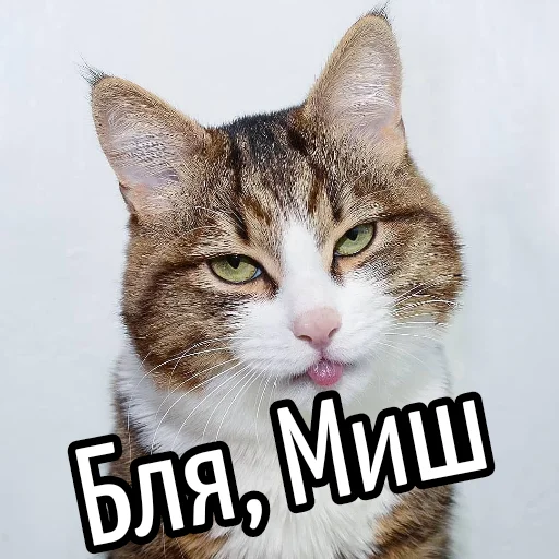 млекопитающее животное кошка