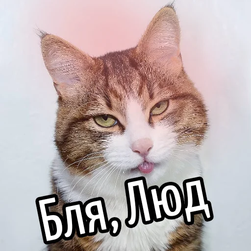 животное млекопитающее кошка