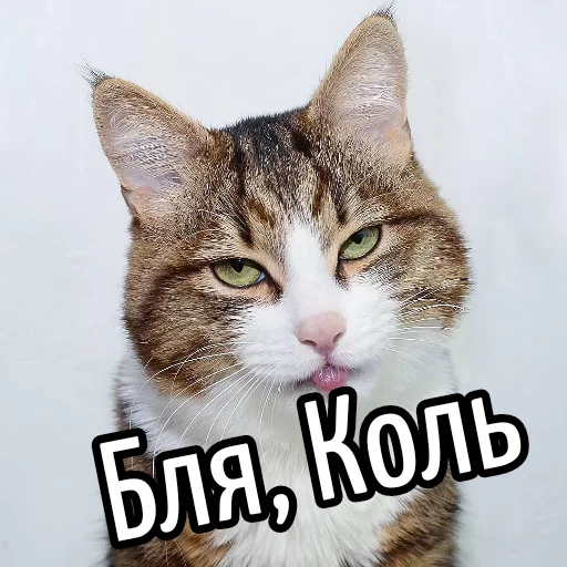 млекопитающее животное кошка