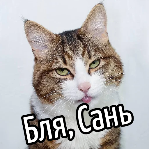 млекопитающее животное кошка