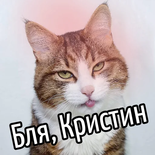 животное млекопитающее кошка