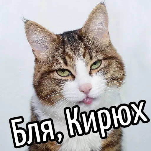 млекопитающее животное кошка