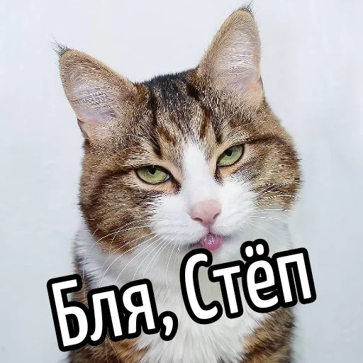 млекопитающее животное кошка