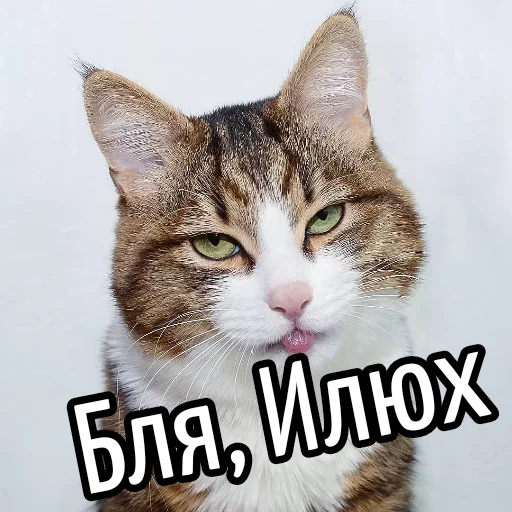 млекопитающее животное кошка