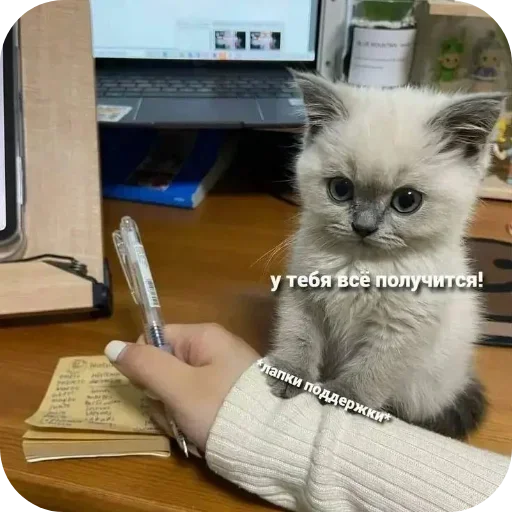 Sticker BQQDZHZ_by_stikers_du_ark_bot - 1