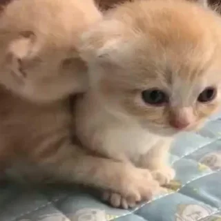 Стикер @stickeri_tg 💋<-- стикеры тут - 1