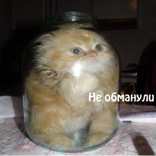 indoor small to medium-sized cats felidae