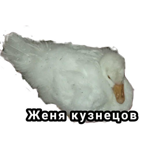 птица животное водная птица