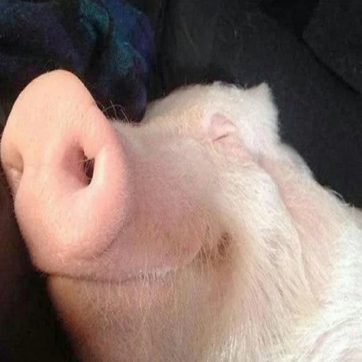 млекопитающее животное кожа