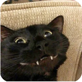 Стикер ЖЕНЩИНЫ МОИ и не ток - 1