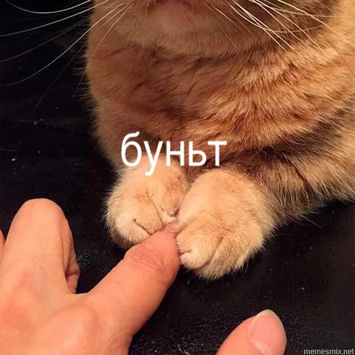 млекопитающее животное кошки малого и среднего размера