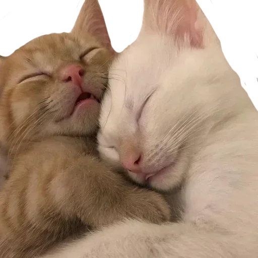 Sticker BWAHNXWRPN_by_stikers_du_ark_bot - 1