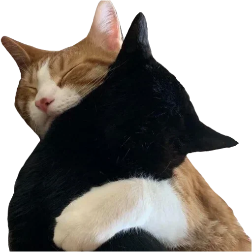 Sticker BWAHNXWRPN_by_stikers_du_ark_bot - 1