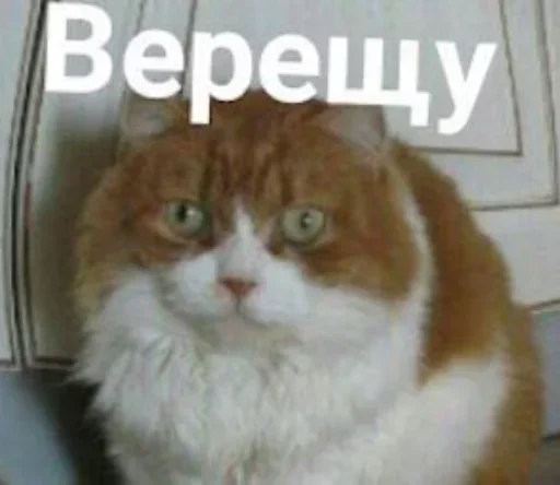 Sticker BYFUTkcmMVObPh_by_stickers_stealer_bot - 1