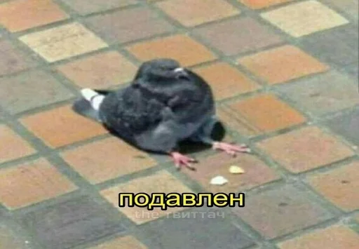 Sticker Тупіе сохроньонки - 4