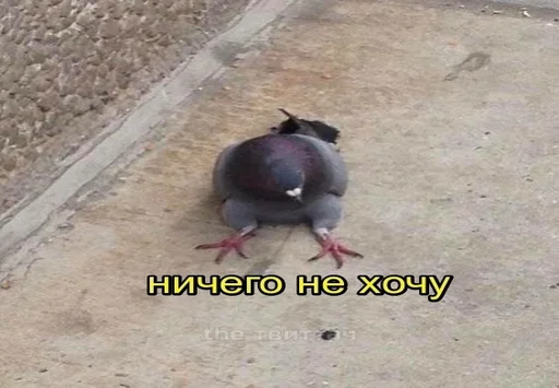 Sticker Тупіе сохроньонки - 1