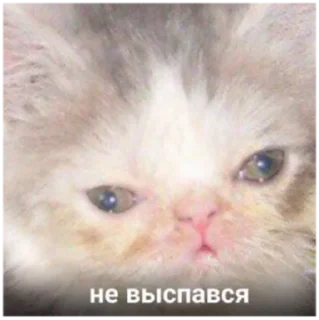 Стикер СПЕШИАЛ ОТ БАБКИ - 1