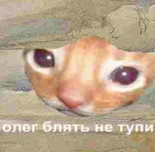 СМС животное млекопитающее