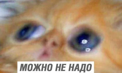 млекопитающее животное кошка