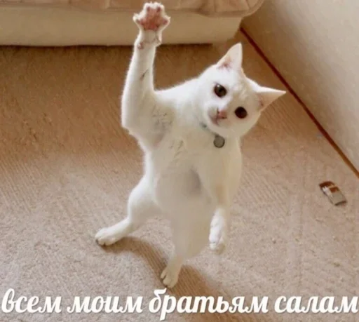 животное млекопитающее домашняя кошка