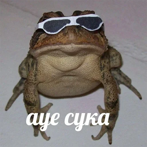 животное лягушка амфибия