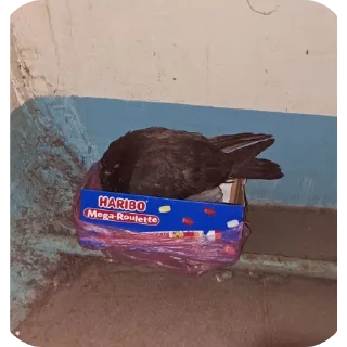 Стикер Бабіч - 6