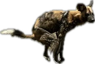 Sticker Бабий дольч - 9