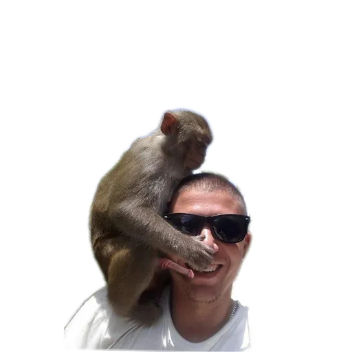 sunglasses person fur