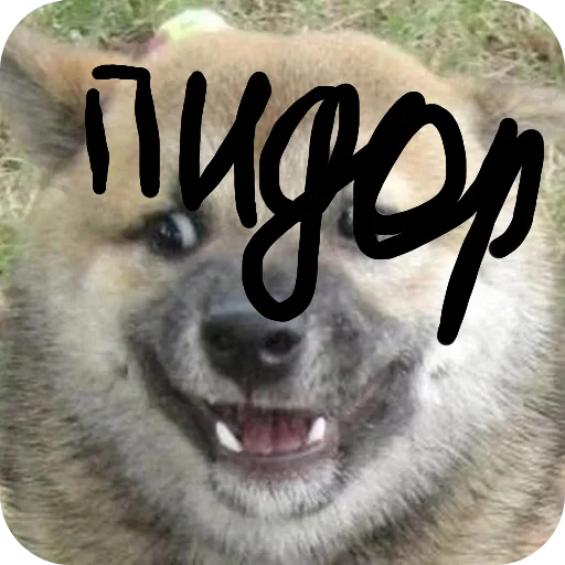 Бабл квас - мех