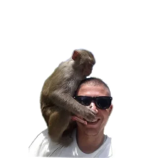 sunglasses person fur