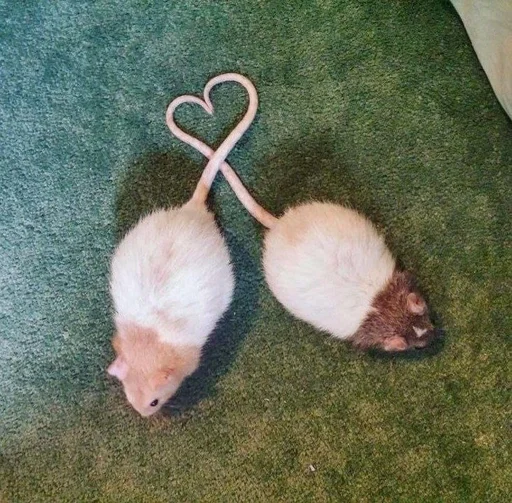 животное млекопитающее прокладка