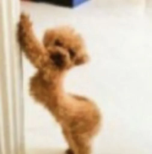 животное млекопитающее собака