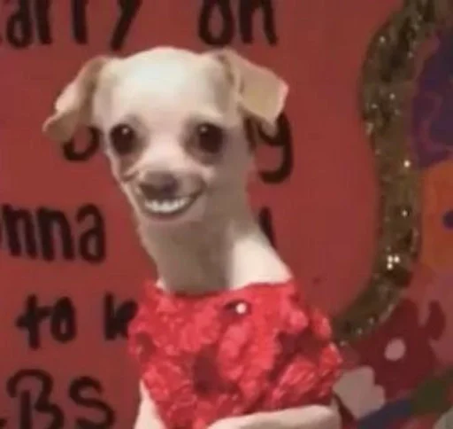 собака СМС животное