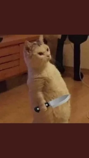 кошки малого и среднего размера млекопитающее животное