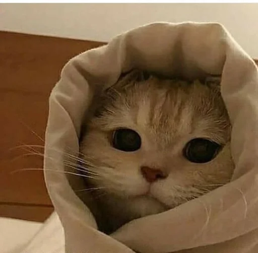 кошка животное сумка