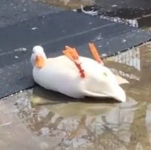 водная птица животное птица