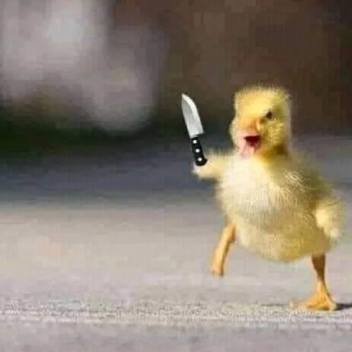 животное птица птицеводство