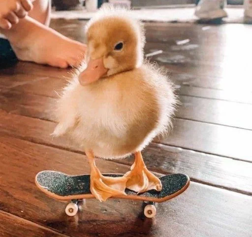 птица животное утка