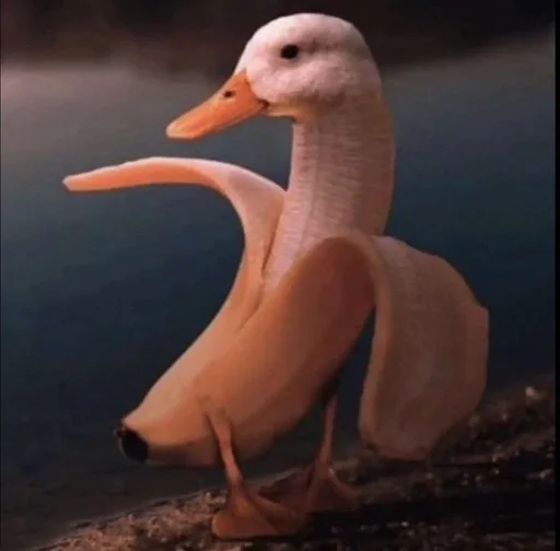 водная птица животное птица