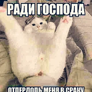 Sticker BABUIN2008 - 6