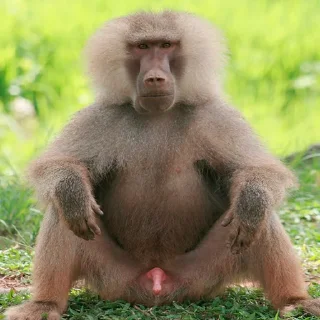 Sticker BABUIN2008 - 2