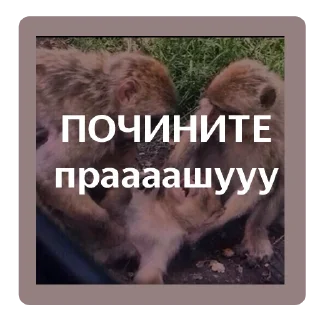 Sticker Бэк-стикеры - 10