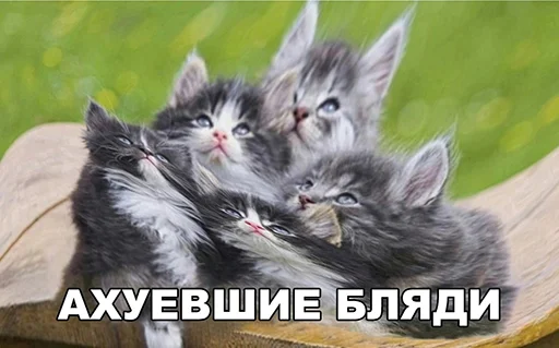 Стикер BadGirlCat - 1