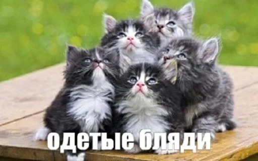 Стикер BadGirlCat - 1