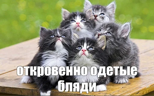 Стикер BadGirlCat - 1